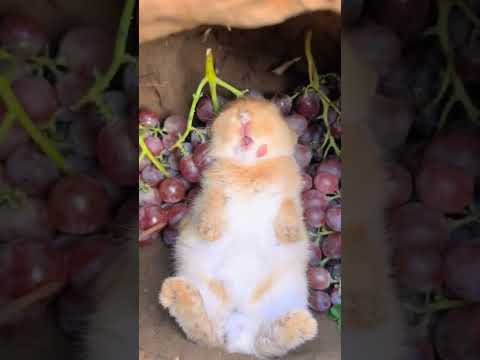 Rabbit enjoying #rabbit #shorts
